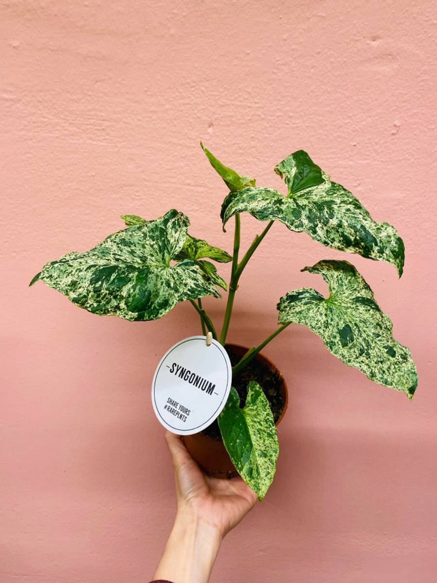 Syngonium Mottled Mojito - Monsteras Lover